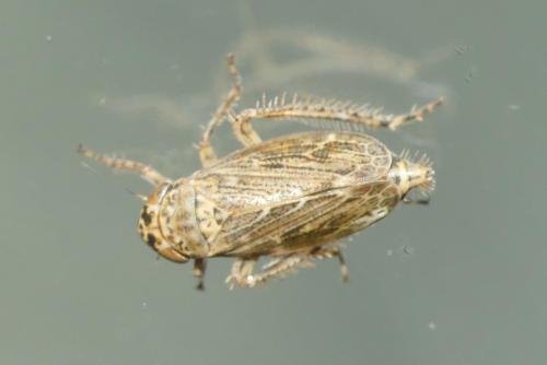 Euscelidius variegatus